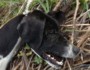 Λέσβος: Επικήρυξαν τον δράστη που απαγχόνισε τον σκύλο